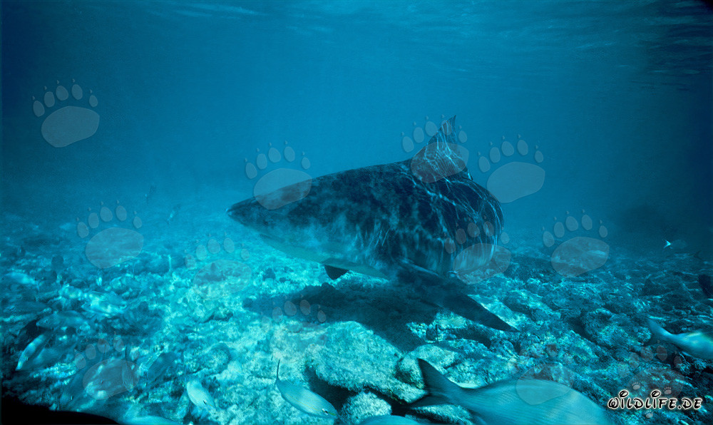 Tiburón toro nada cerca del fondo