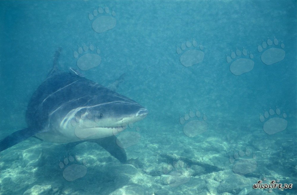Fascinating Bull Shark in shallow water of Shark Beach on Walker´s Cay