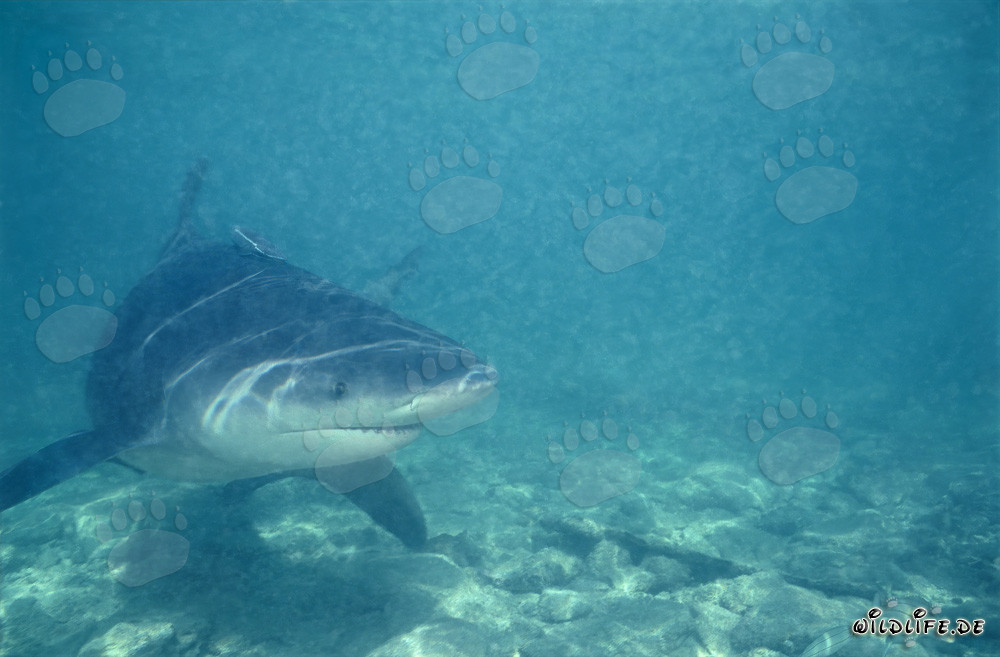Faszinierender Bullenhai im flachen Wasser der Shark Beach auf Walker´s Cay