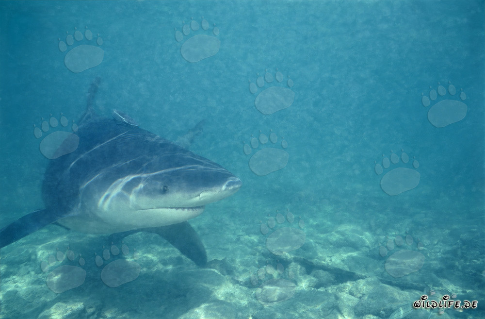Requin taureau fascinant dans les eaux peu profondes de la plage aux requins de Walker's Cay