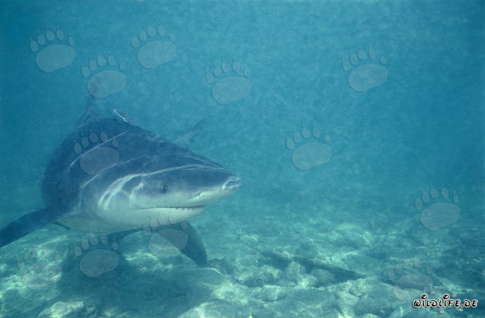 Affascinante squalo toro nelle acque basse della Shark Beach di Walker's Cay
