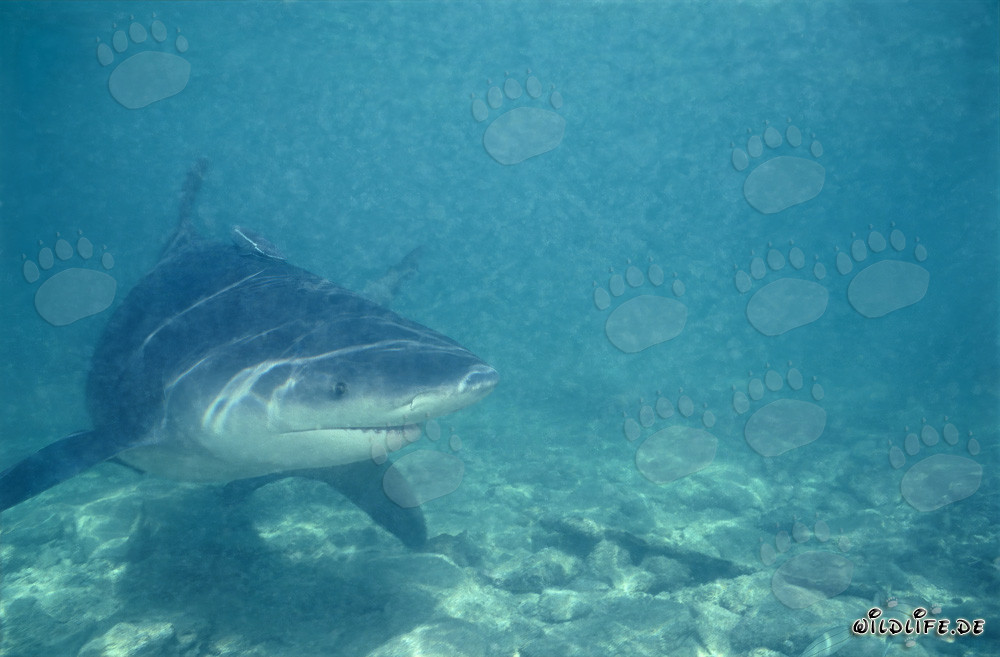 Fascinante tiburón toro en las aguas poco profundas de la playa de tiburones de Walker's Cay