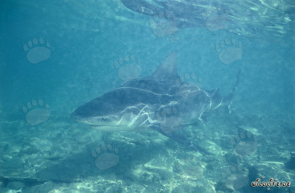 Bull Shark in Shallow Water