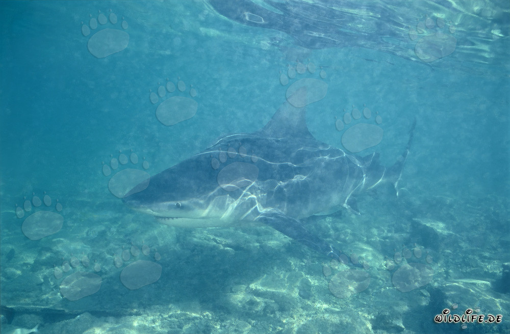 Bullenhai im Flachwasser