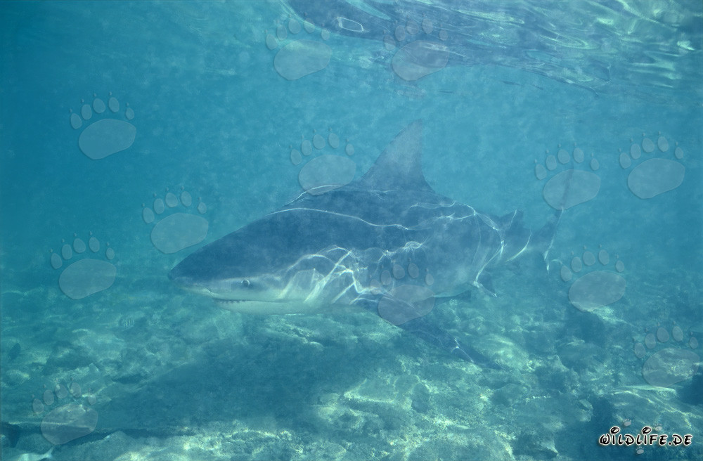 Requin bouledogue en eaux peu profondes