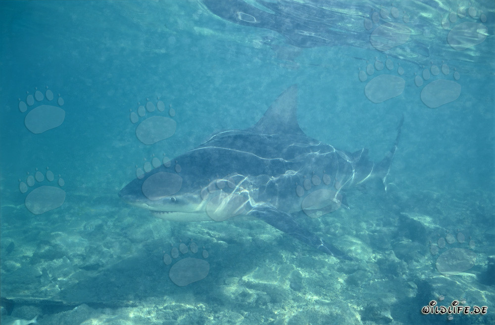 Squalo toro in acque basse