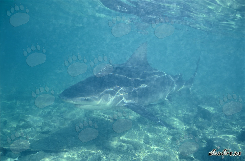 Tiburón toro en aguas poco profundas