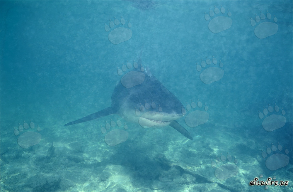 Bull shark on the hunt in murky waters off Walker´s Cay, Bahamas