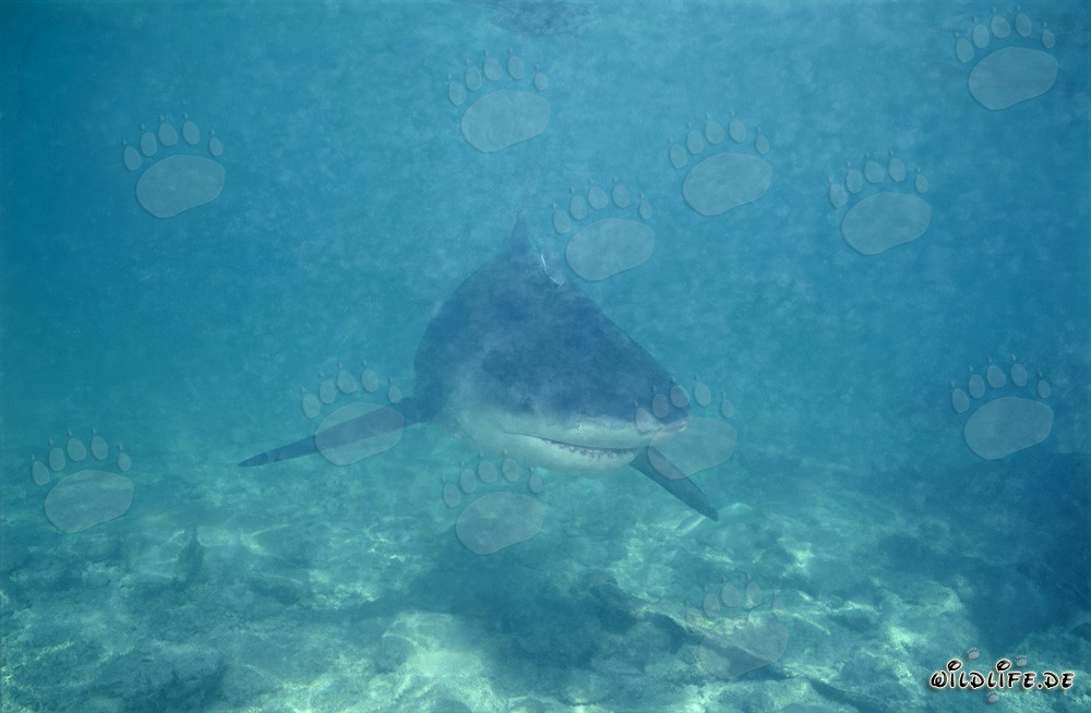 Bullenhai auf Nahrungssuche in trübem Wasser vor Walker´s Cay, Bahamas
