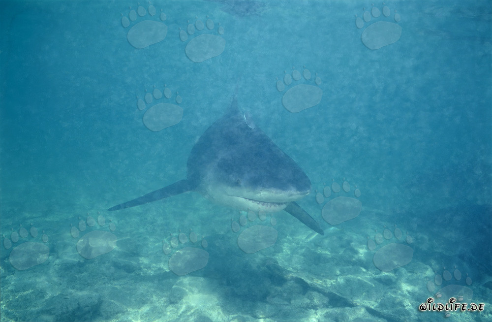 Requin taureau à la recherche de nourriture dans l'eau trouble devant Walker's Cay, Bahamas