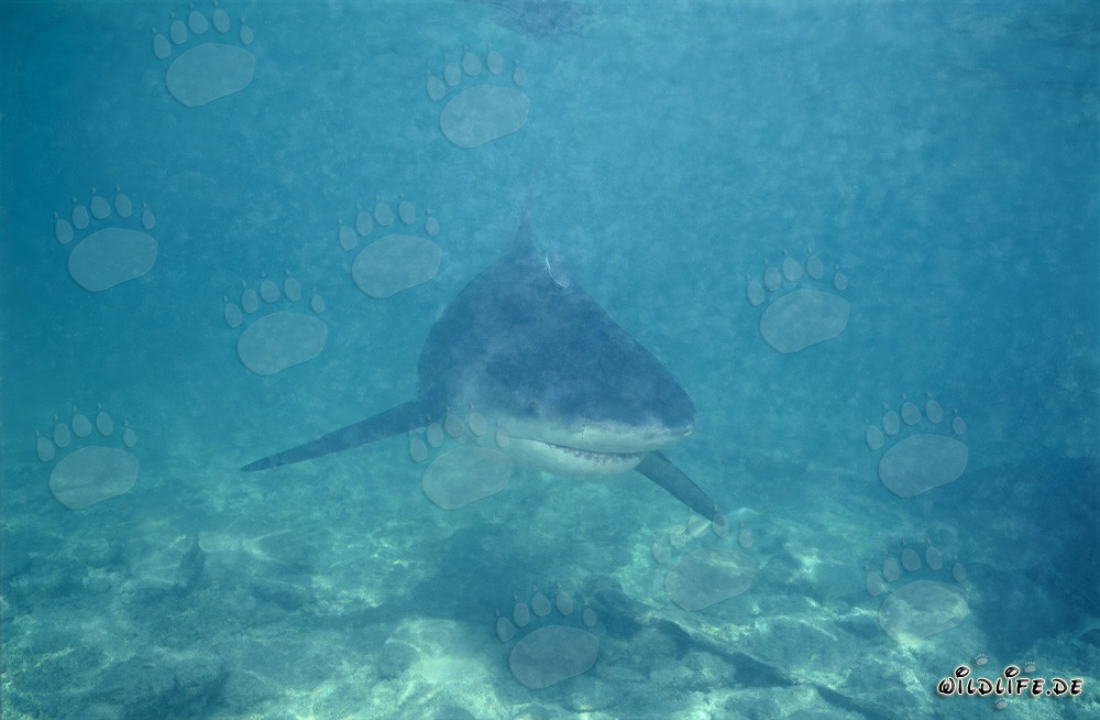 Squalo toro alla ricerca di cibo in acque torbide di fronte a Walker's Cay, Bahamas