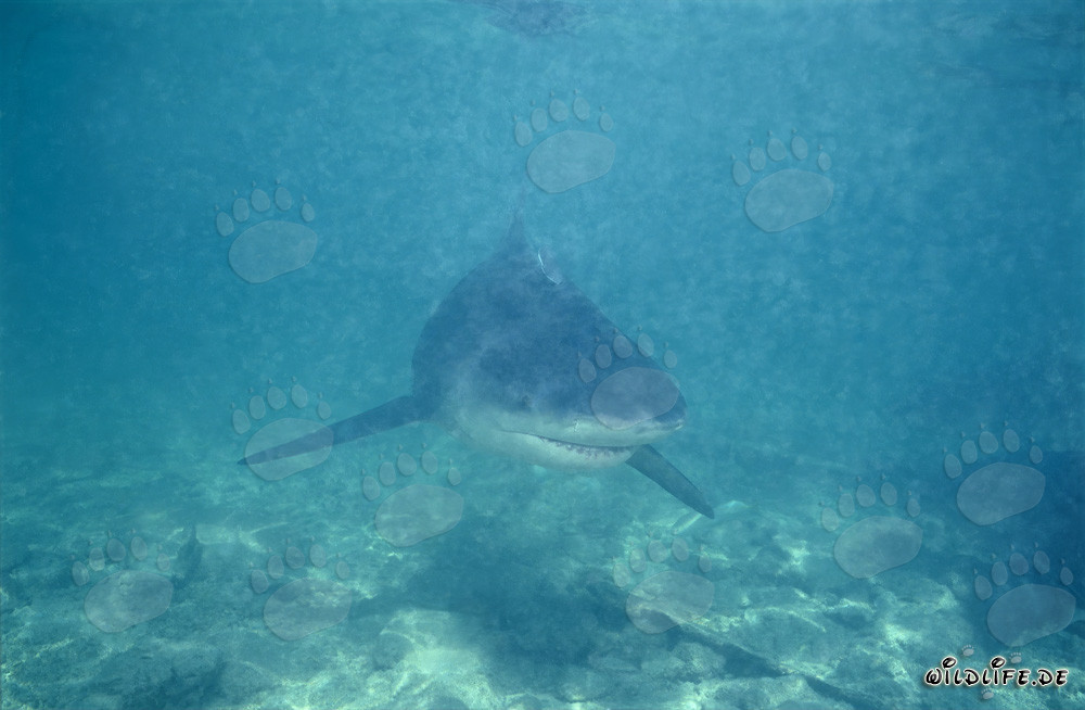 Tiburón toro en busca de alimento en aguas turbias frente a Walker's Cay, Bahamas
