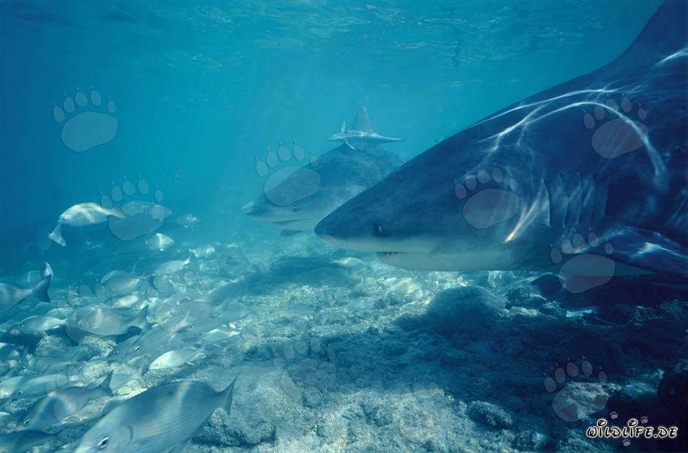 Fascinating Encounter with Bull Sharks at Shark Beach on Walker's Cay