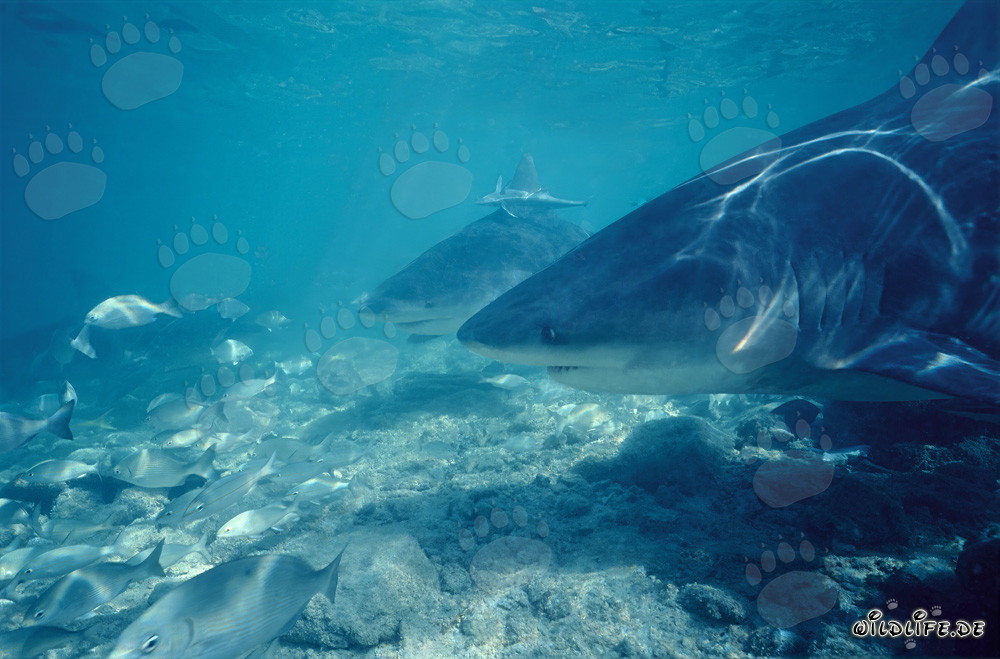 Bullenhaie (Carcharhinus leucas) vor der Shark Beach von Walker's Cay - eine eindrucksvolle Begegnung