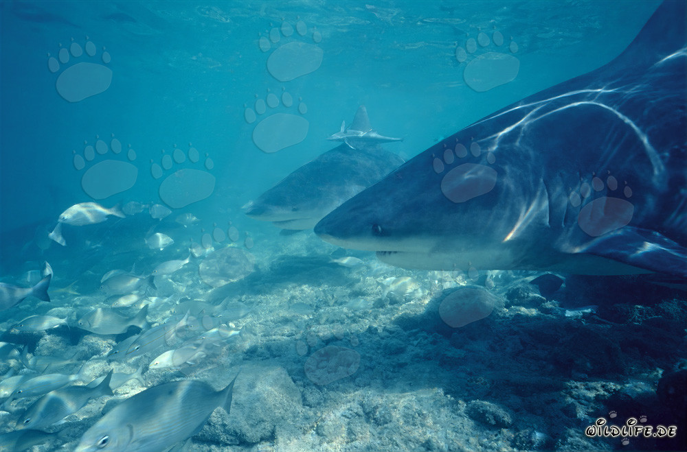Encuentro fascinante con tiburones toro en la playa de tiburones de Walker's Cay
