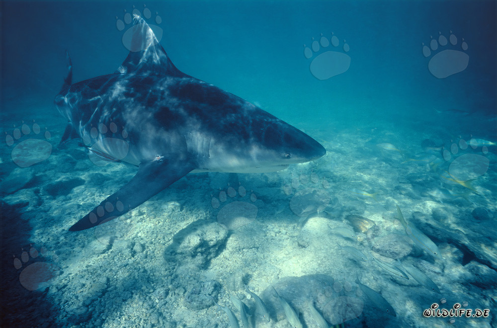 Impressive Bull Shark gracefully swimming close to the seabed