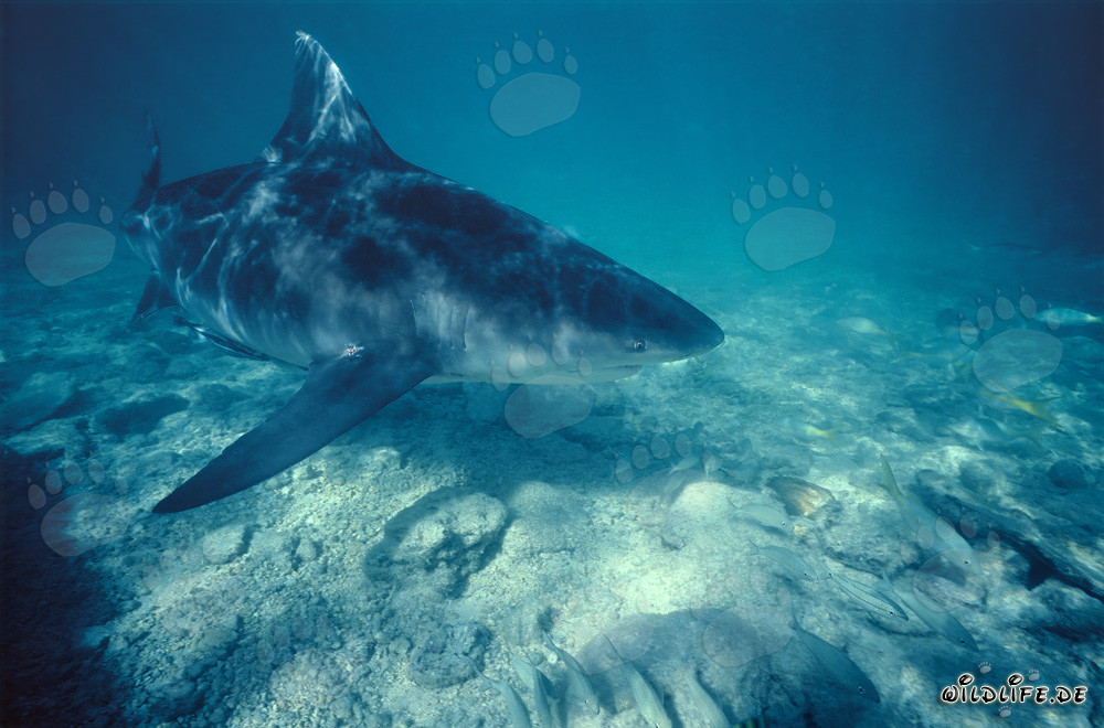 Requin-taureau imposant nage élégamment sur un fond clair