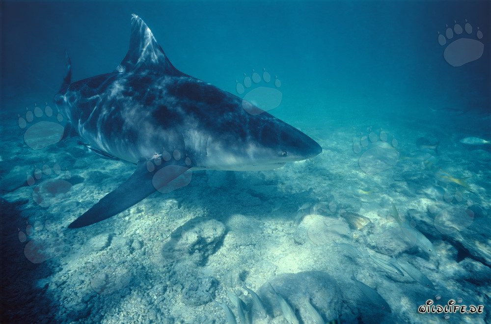 Impresionante tiburón toro nada elegantemente sobre un sustrato claro