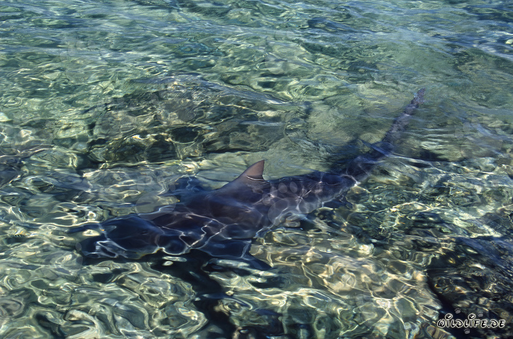 Majestic bull sharks in the waters of Walker´s Cay