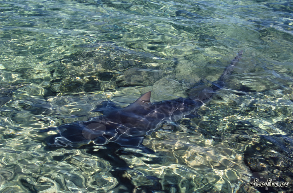 Requins-bouledogues majestueux dans les eaux de Walker´s Cay