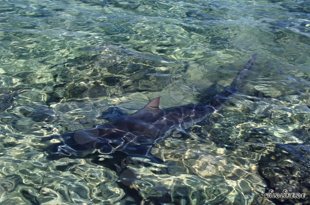 Maestosi squali toro nelle acque di Walker´s Cay