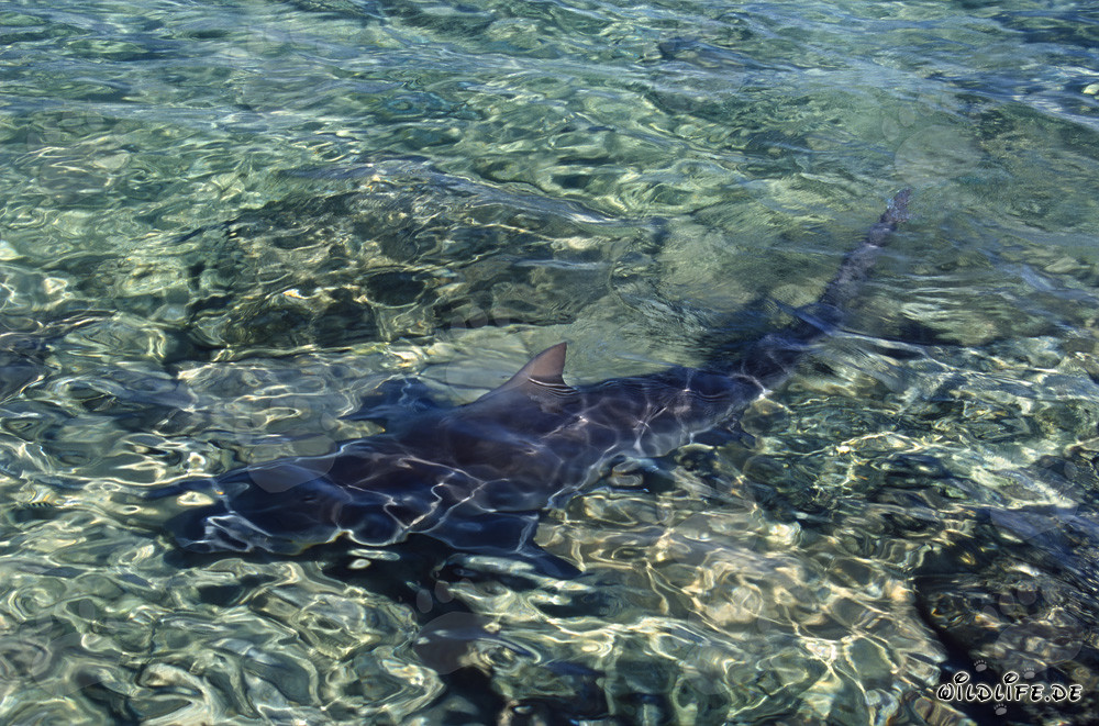 Tiburones toro majestuosos en las aguas de Walker´s Cay