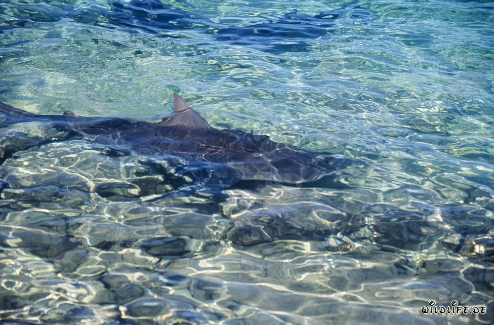 Bull Shark at Walker´s Cay - Dangerous Shark in Tropical Waters