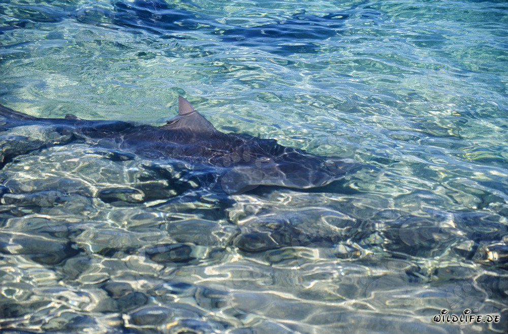 Bullenhai am Walker´s Cay - Gefährlicher Hai in tropischen Gewässern