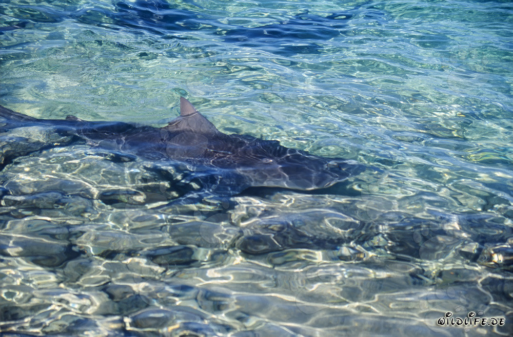 Requin bouledogue à Walker's Cay - Requin dangereux dans les eaux tropicales