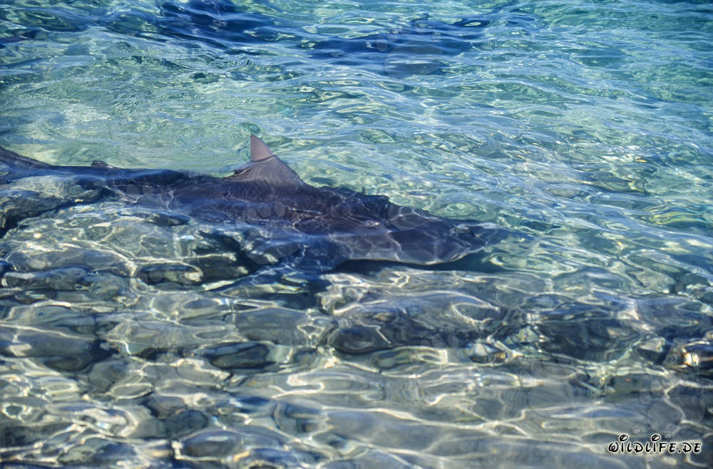Tiburón toro en Walker's Cay - Tiburón peligroso en aguas tropicales