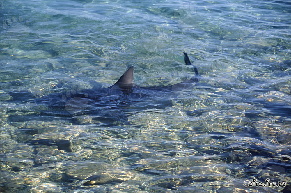 Bull Shark - Majesty of the Oceans