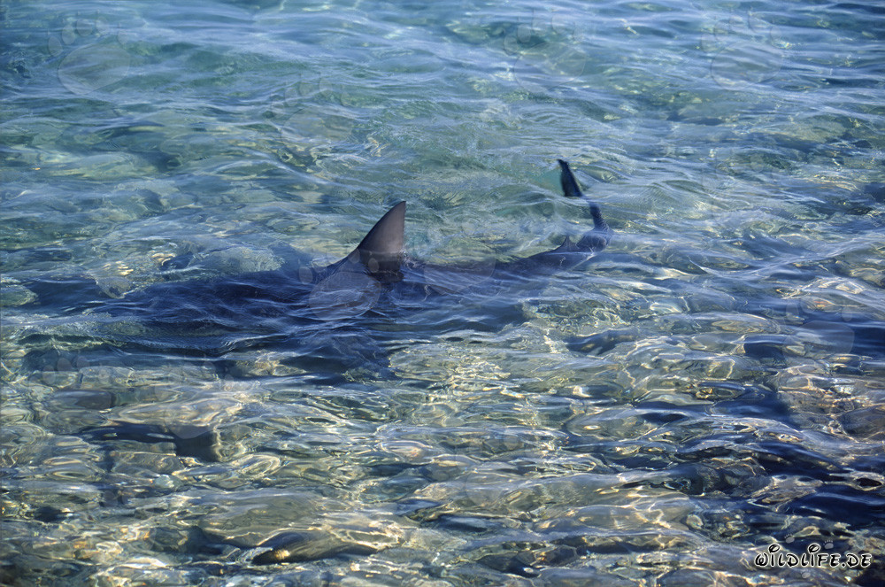 Requin taureau - Majesté des océans