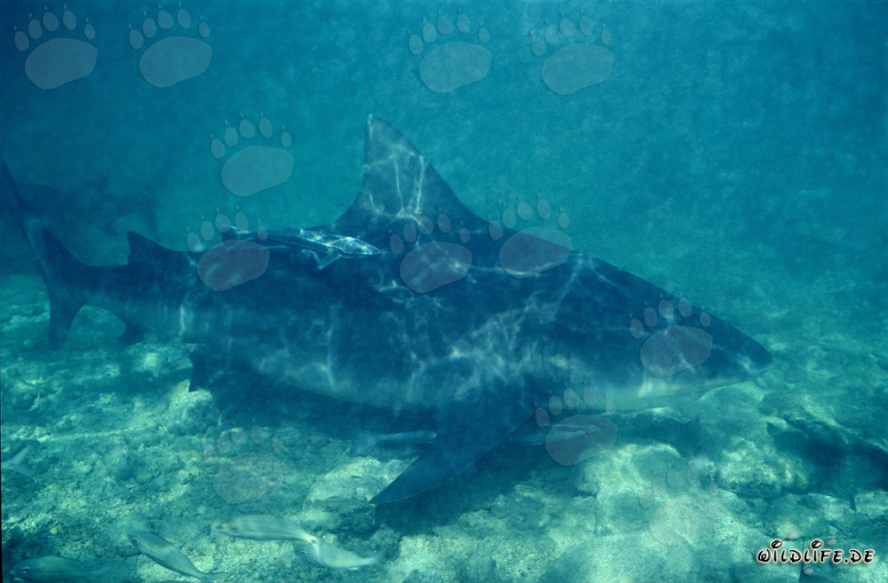 Bullenhai auf Nahrungssuche in den Bahamas