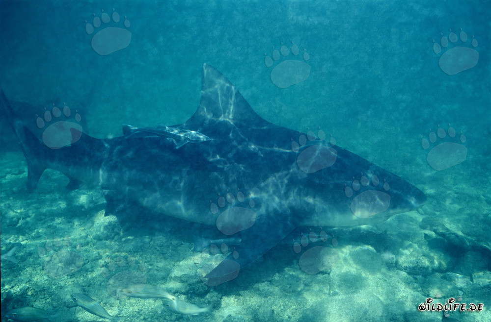 Requin taureau à la recherche de nourriture aux Bahamas