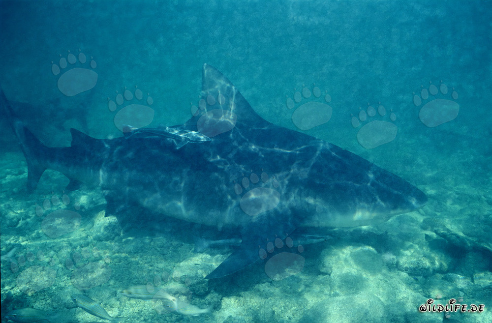 Squalo toro alla ricerca di cibo alle Bahamas