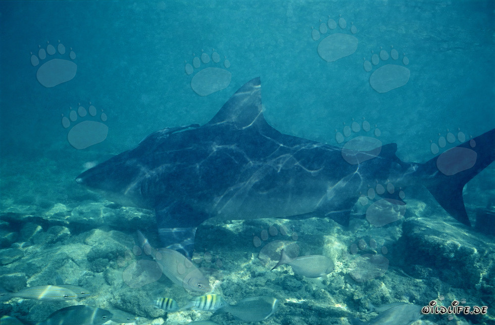 Bull Shark at Walker's Cay - King of the Seas