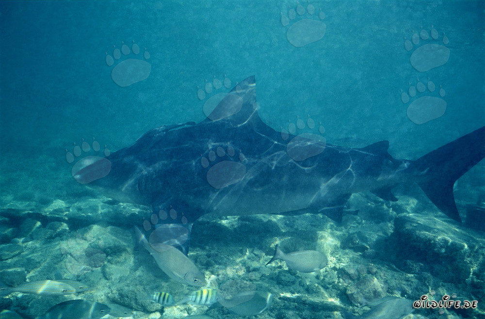 Bullenhai vor Walker's Cay - König der Meere