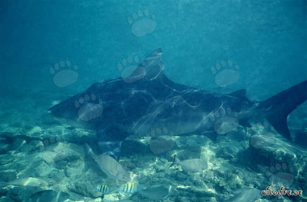 Requin bouledogue devant Walker's Cay - Roi des mers