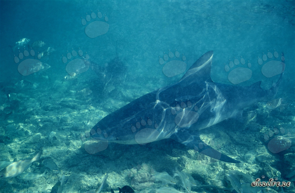 Bull Shark on the Hunt at Walker´s Cay