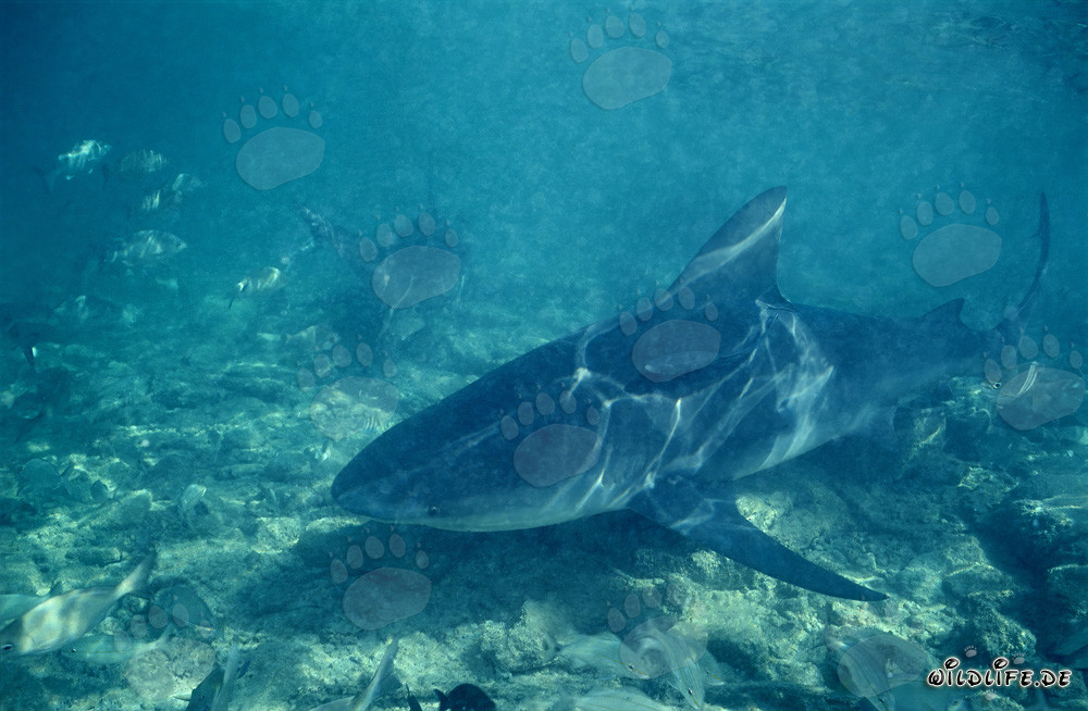 Bullenhai auf Nahrungssuche an Walker´s Cay