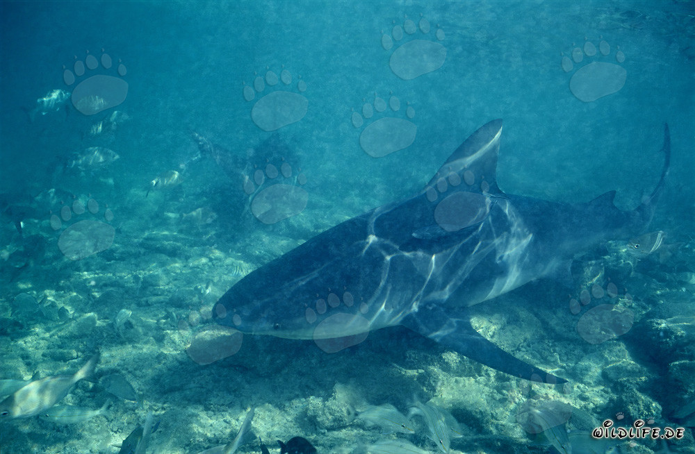 Requin taureau à la recherche de nourriture à Walker's Cay