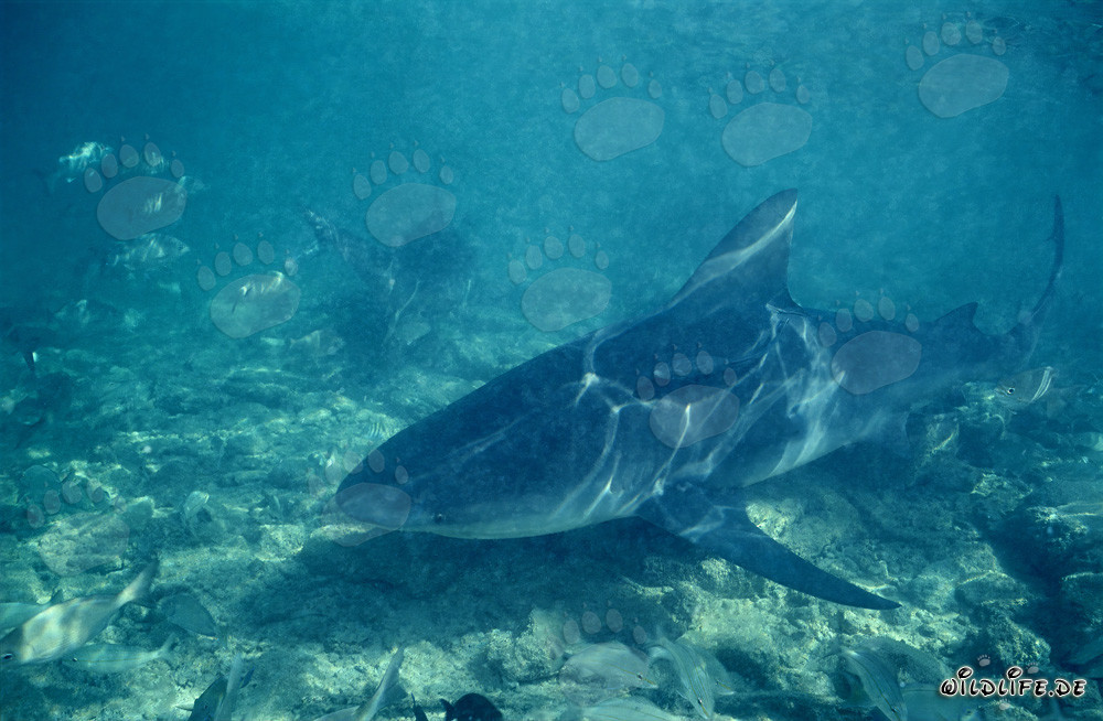 Squalo toro alla ricerca di cibo a Walker's Cay