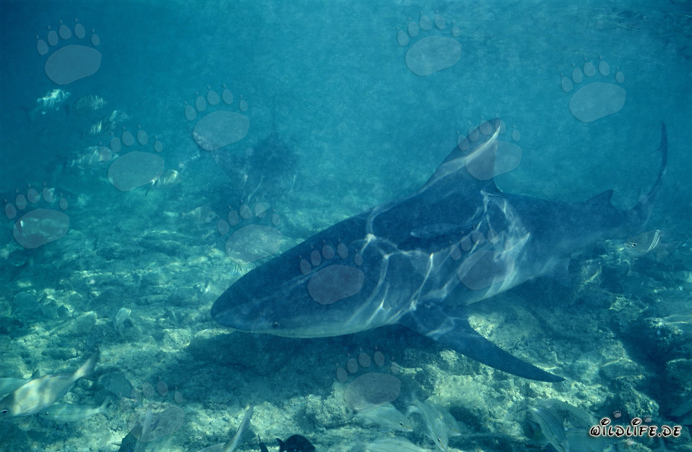 Tiburón toro en busca de alimento en Walker's Cay