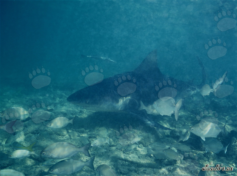Bullenhai im Flachwasser