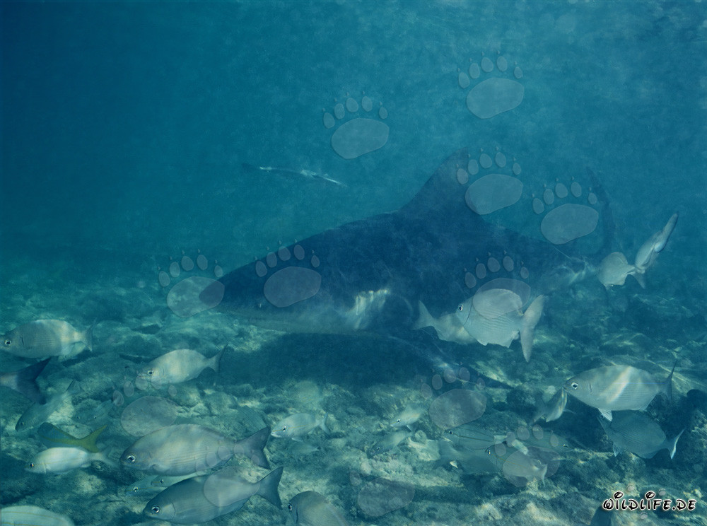 Bull Shark in Shallow Water