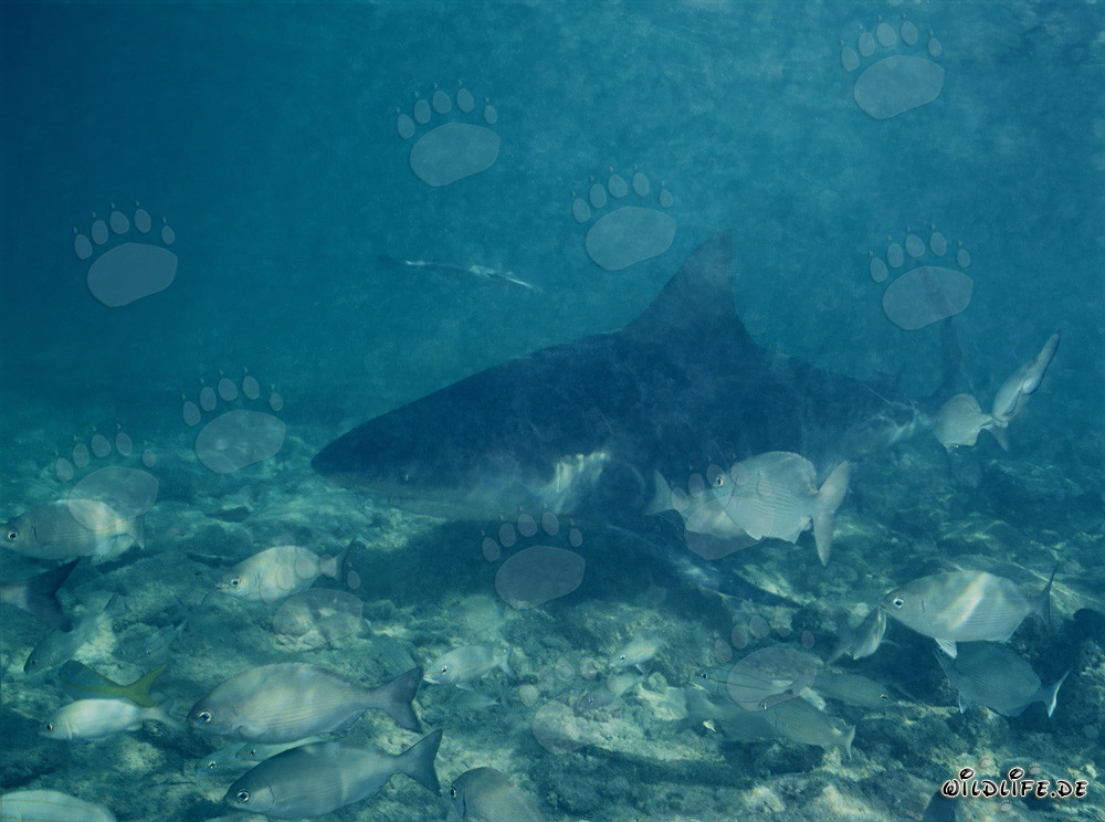Requin taureau en eaux peu profondes
