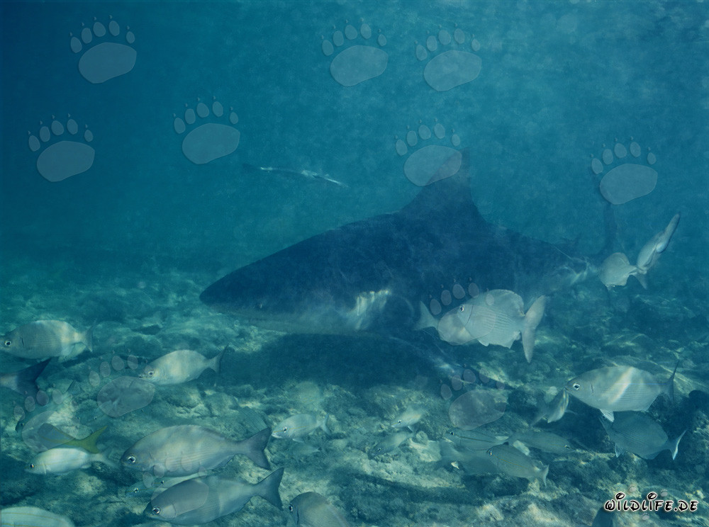 Squalo toro in acque basse