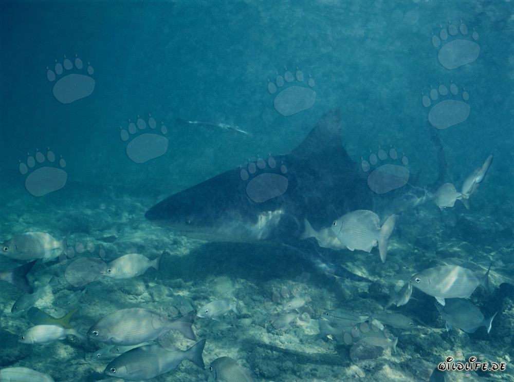 Tiburón toro en aguas poco profundas