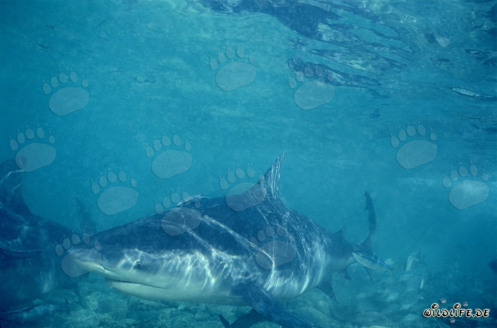 Bullenhai vor der Shark Beach von Walker´s Cay