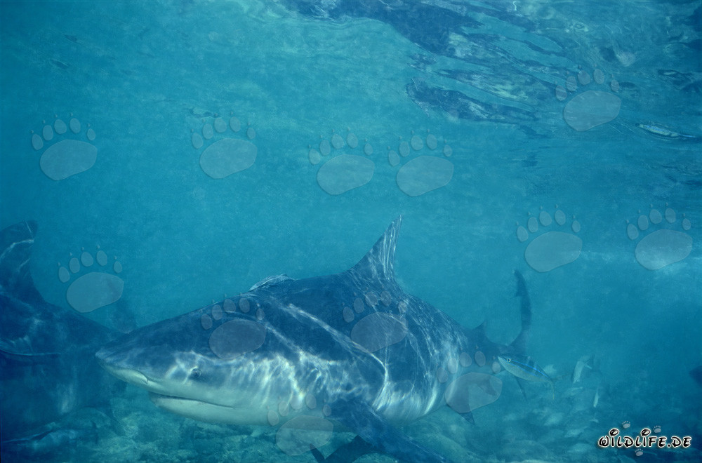 Bull Shark (Carcharhinus leucas)